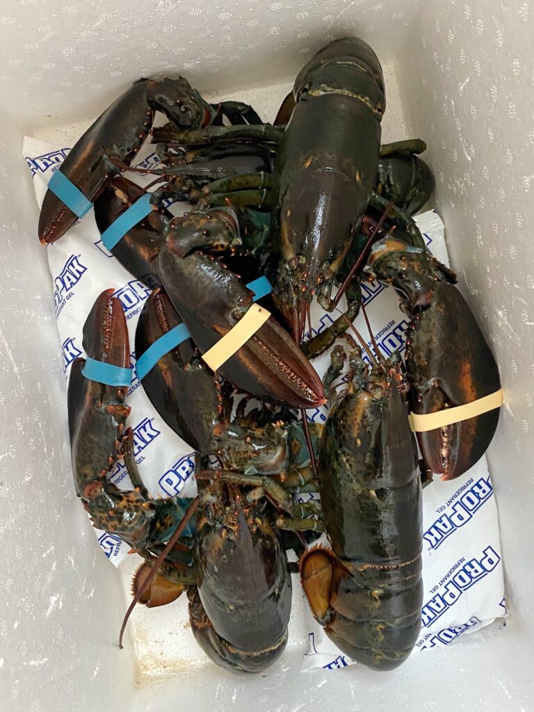 Fresh-Live-Lobster-Maine
