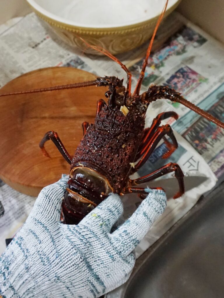 Live Spiny Lobsters